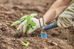 plantando morango no jardim. conceito de agricultura. mãos com ferramenta de jardim enxada. foto