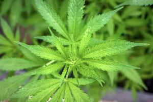 planta de folha de maconha, folha de cânhamo de cannabis ao ar livre foto