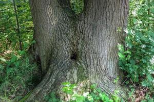 um tronco de árvore velho em um ambiente de paisagem de floresta europeia foto