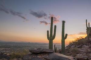 vista da fênix com cacto saguaro foto