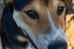 bruno close-up 8.13.22 foto