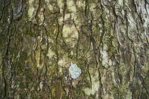 o fundo texturizado da velha casca de árvore grande cobriu pequeno musgo verde foto