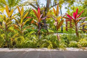 beco no jardim tropical, folhagem exótica colorida do caminho. jardim tropical fresco em um lindo dia foto
