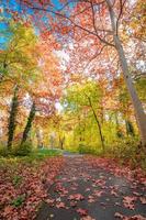 bela natureza panorâmica da floresta de outono. paisagem vívida em folhas de outono coloridas brilhantes, árvores de sonho. incrível panorama da natureza vertical, fantasia idílica cênica, caminho de viagem ao pôr do sol tranquilo foto