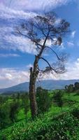 vista de uma plantação de chá foto