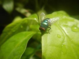 mosca verde empoleirada na folha foto