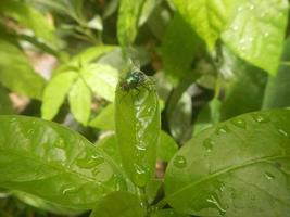 mosca verde empoleirada na folha foto