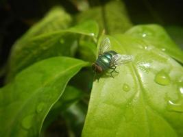 mosca verde empoleirada na folha foto