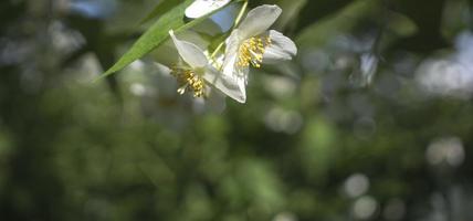 linda flor de jasmim branco em dia nublado de verão foto