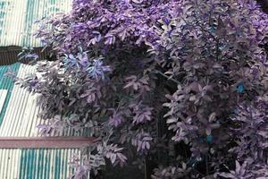 única árvore verde com um banco para relaxar, uma árvore solitária no fundo do céu azul foto