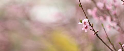 flores de flor de pêssego rosa na temporada de primavera. lindas flores de pêssego balançam ao vento. lindas flores de pêssego florescendo rosa brilhante nos galhos. fechar-se foto