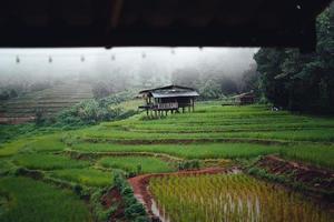 campo de arroz verde na cabana com terraço e fazenda foto