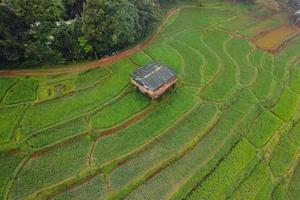 campo de arroz verde na cabana com terraço e fazenda foto
