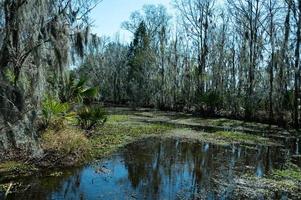 mandalay refúgio nacional da vida selvagem bayou cane foto