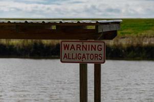 alertando jacarés no bayou foto