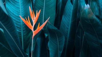 flor de laranjeira em fundo de natureza de folha tropical clara e escura.tinta corante de folhas e fundo de natureza foto