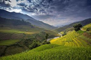 fazenda de arroz no Vietnã