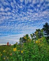 céu azul com nuvens fragmento de floresta e um campo de flores azuis com uma faixa de terra em primeiro plano foto