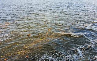 pato nadando na água suja do lago de resíduos. problema ecológico animal foto