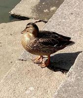 close-up de um pato selvagem ou pato selvagem. foto