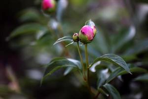 botões fechados de peônias rosa no jardim. o início da floração de peônias.broto verde fechado peônia não soprada. o início do ciclo da floração. foto