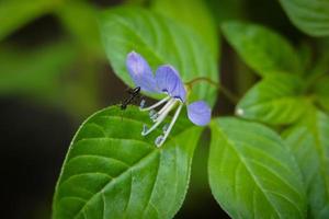 as pequenas flores e gramíneas que se formam após a água da chuva são essenciais para os seres vivos. foto