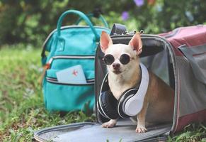cachorro chihuahua usando óculos escuros e fones de ouvido no pescoço, sentado na frente da bolsa de transporte de animal de estimação de viajante de tecido rosa na grama verde com mochila e passaporte, pronto para viajar. foto
