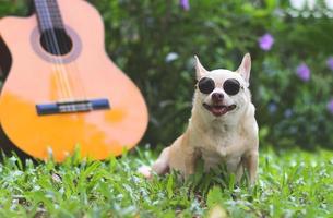 cachorro chihuahua de cabelo curto castanho feliz usando óculos escuros sentado com violão em gramíneas verdes no jardim, sorrindo com a língua de fora foto