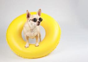 cachorro chihuahua de cabelo curto marrom usando óculos escuros, em pé no anel de natação amarelo, isolado no fundo branco, olhando para o espaço da cópia. foto