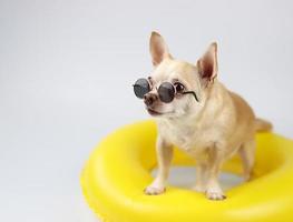 cão chihuahua de cabelo curto castanho feliz usando óculos escuros, de pé no anel de natação amarelo, isolado no fundo branco, olhando para o espaço da cópia. foto