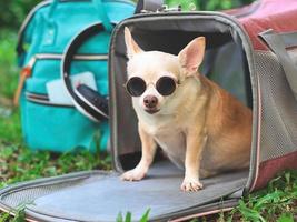 cachorro chihuahua marrom usando óculos escuros, sentado na frente da bolsa de transporte de animal de estimação viajante de tecido rosa na grama verde no jardim com mochila, olhando para a câmera. foto