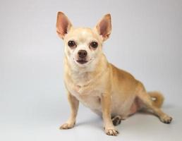 cão chihuahua de cabelo curto castanho saudável, sentado no fundo branco, olhando para a câmera, isolada. foto