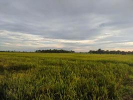 fotografia de paisagem nos campos de arroz da ilha de kalimantan oriental foto