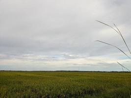 fotografia de paisagem nos campos de arroz da ilha de kalimantan oriental foto