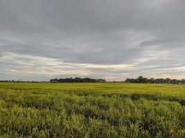 fotografia de paisagem nos campos de arroz da ilha de kalimantan oriental foto