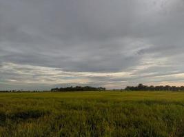 fotografia de paisagem nos campos de arroz da ilha de kalimantan oriental foto