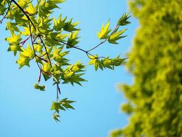 folhas de bordo verdes jovens foto