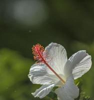 um hibisco chinês branco foto