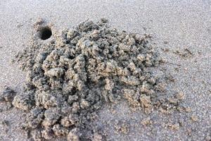 close-up ninho de caranguejo do mar na praia. com praia de areia preta marrom foto