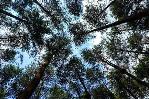 vista inferior de altos pinheiros velhos na floresta primitiva perene da reserva natural da indonésia, centro da província de java, indonésia. céu azul ao fundo. foto