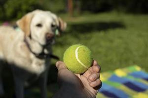 bola de tênis e cachorro. bola para jogar para o cachorro. bola verde na mão. foto