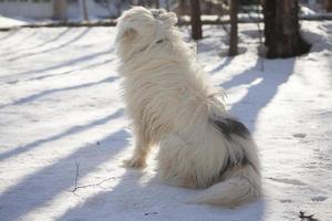 cachorro está esperando o dono na rua. cão senta-se na neve. muita lã branca. foto