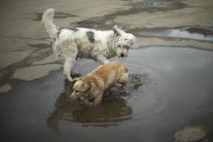 cães brincam lá fora. dois cães são amigos. animais correm no asfalto. foto