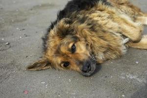 cachorro está deitado no asfalto. retrato de cachorro deitado na estrada. cão vadio na rua. foto