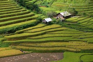 fazenda de arroz no Vietnã