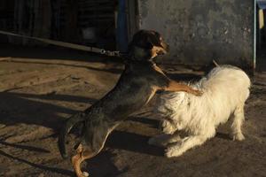 cães brincam lá fora. dois animais de estimação estão lutando. foto