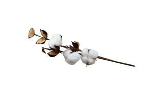 objeto isolado de flores de galho de algodão branco, vista planamente superior, decoração para maquetes, design de cenas foto