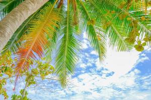 coqueiro na praia e céu foto