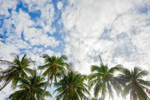 coqueiro na praia e céu foto