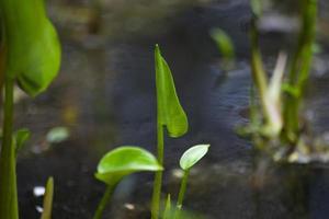 planta de pântano no verão. brotar na lagoa. Folha verde. foto